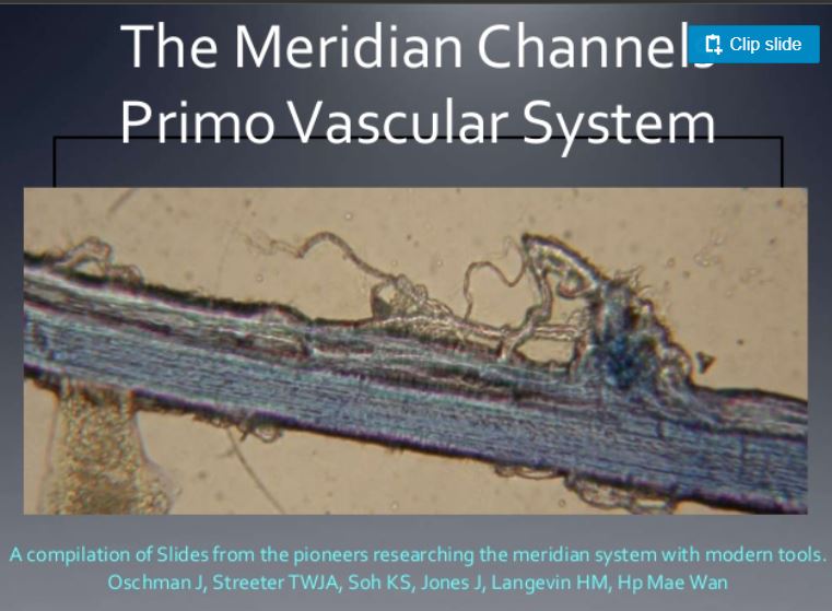 Meridian picture taken with scanning electron microscope includes primo vascular system
